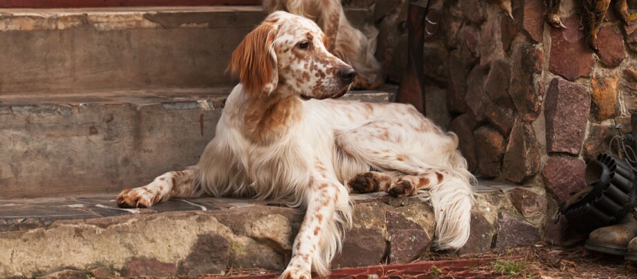 ratgeber_hund_rasse_portraits_english_setter_1200x527 English Setter Hund liegt auf einer Treppe