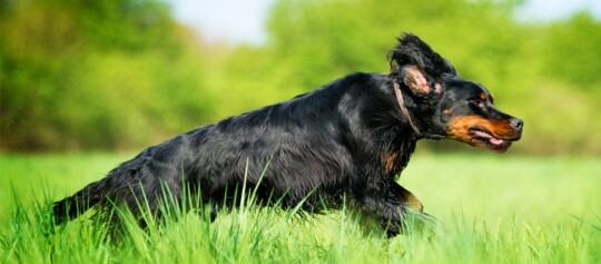 Gordon-Setter-Hund läuft schnell durch grünes Gras auf dem Land