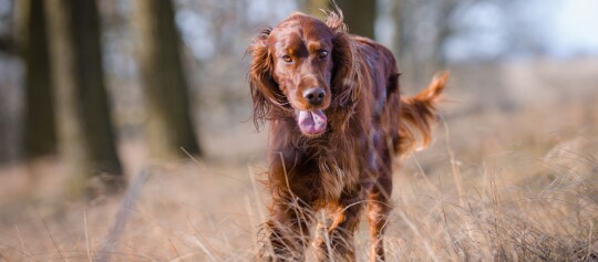 Roter Irish-Setter-Hund läuft durch trockenes Gras in natürlicher Umgebung, lebendig und freundlich.