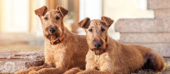 Zwei liegende Irish Terrier Hunde mit rotbraunem drahtigem Fell im Garten vor einer Steintreppe