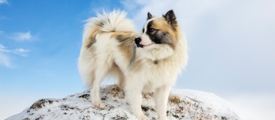 Fluffiger Hund mit cremefarbenem Fell und schwarzen Flecken steht auf einem schneebedeckten Felsen unter blauem Himmel
