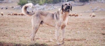 Kangal Hund steht auf einer Weide und bewacht eine Schafherde