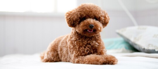 Kleiner brauner Pudel mit lockigem Fell liegt entspannt auf einem Bett in einem gemütlichen Innenraum.
