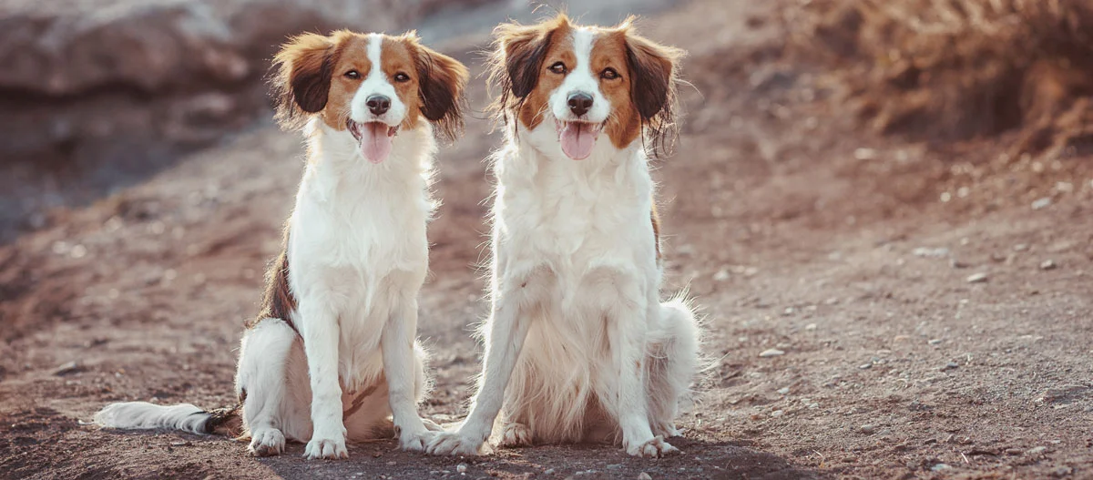 Zwei mittelgroße Hunde mit braun-weißem Fell sitzen nebeneinander auf einem Naturboden und schauen freundlich in die Kamera.