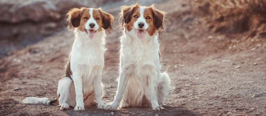 Zwei mittelgroße Hunde mit braun-weißem Fell sitzen nebeneinander auf einem Naturboden und schauen freundlich in die Kamera.