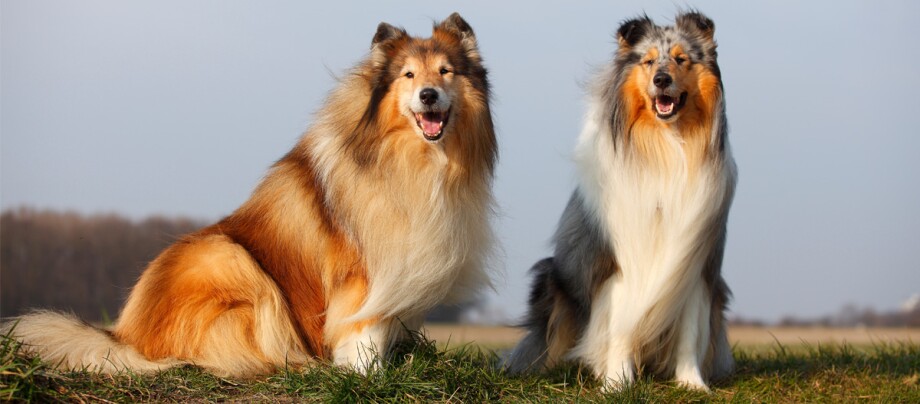 ratgeber_hund_rasse_portraits_langhaarcollie_1200x527 Zwei Collies sitzen auf einer Wiese