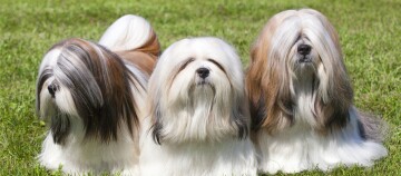 Drei Ihasa Apso Hunde stehen auf einer Wiese