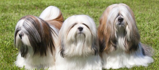 Drei Lhasa Apso Hunde mit langem, gepflegtem Fell sitzen auf einer grünen Wiese
