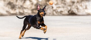 Dobermann-Hund springt und jagt einen orangefarbenen Ball im Freien