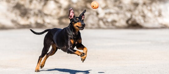 Dobermann-Hund springt und jagt einen orangefarbenen Ball im Freien