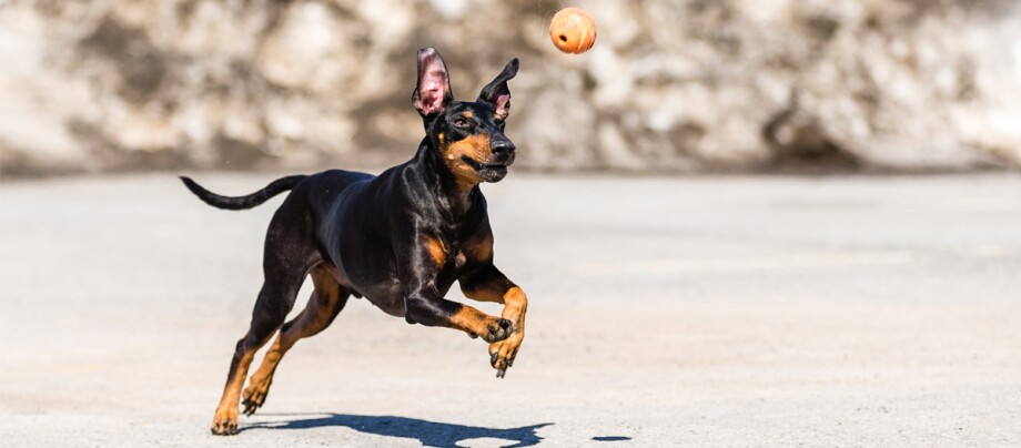ratgeber_hund_rasse_portraits_manchester-terrier_1200x527 Dobermann-Hund springt und jagt einen orangefarbenen Ball im Freien