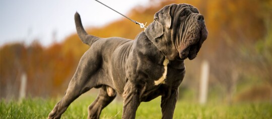 Starker und muskulöser Neapolitanischer Mastiff mit grauem Fell und weißer Brust auf grünem Gras im Herbst