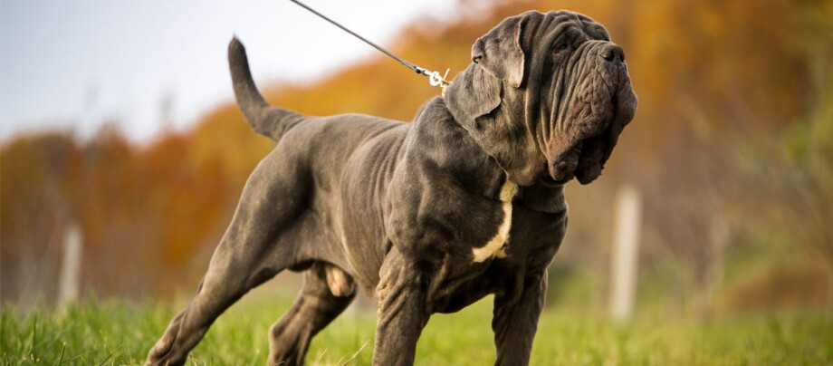 ratgeber_hund_rasse_portraits_mastino_napoletano_1200x527 Mastino Napoletano Hund an der Hundeleine