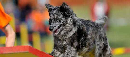 Agility-Hund mit merle-farbenem Fell läuft konzentriert eine rote und gelbe Rampe hinauf bei einem Hundesportwettbewerb im Freien.