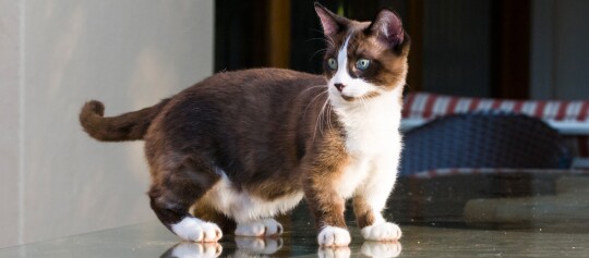 Kleine kurzbeinige Katze mit braun-weißem Fell und blauen Augen auf reflektierender Glasoberfläche