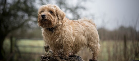 Kleiner flauschiger Hund mit hellbraunem lockigem Fell steht auf einem Felsen in einer natürlichen ländlichen Umgebung