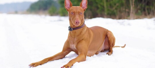 Brauner Hund mit aufrechten Ohren liegt aufmerksam im Schnee im Winterwald
