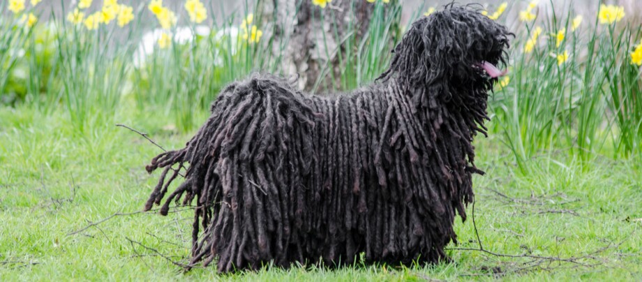 Schwarzer Puli-Hund mit charakteristischem geflochtenem Fell steht auf grünem Gras vor gelben Blumen