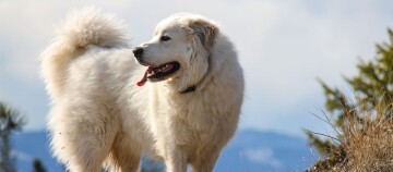 Pyrenaeen Hund steht auf einem Berg