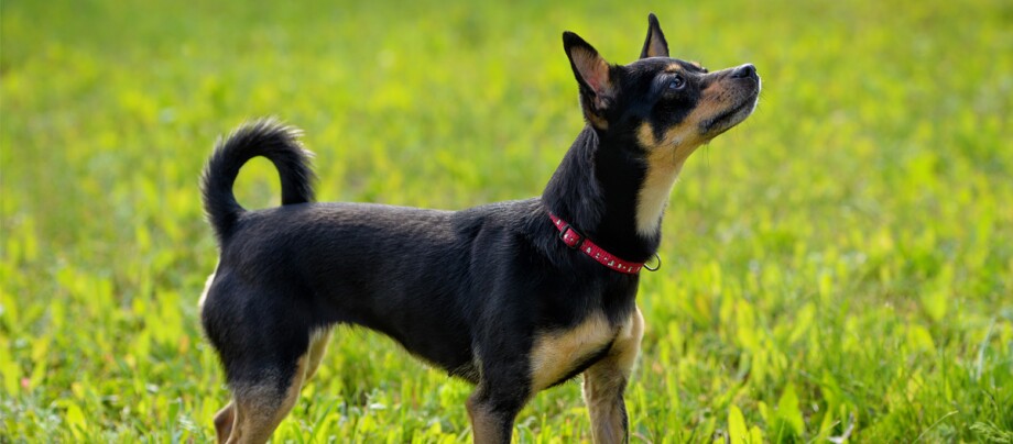 ratgeber_hund_rasse_portraits_russkiy-toy_1200x527 Kleiner schwarz-brauner Hund mit rotem Halsband steht aufmerksam auf grünem Gras im Freien