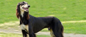 Saluki Hund steht auf einer Wiese