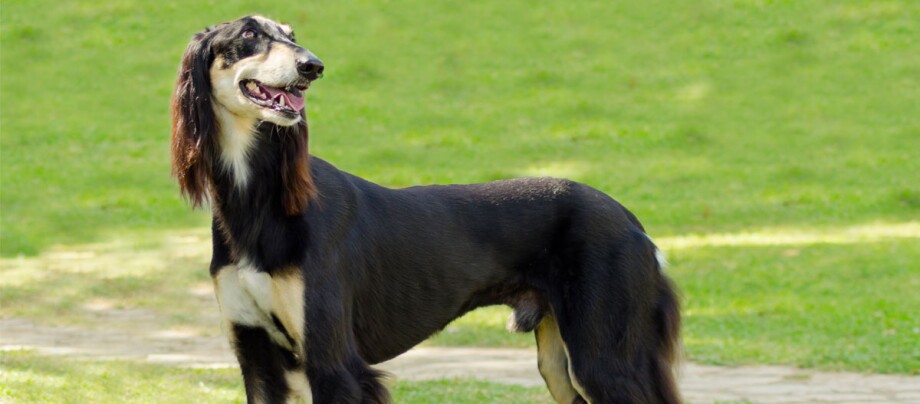 ratgeber_hund_rasse_portraits_saluki_1200x527 Saluki Hund steht auf einer Wiese