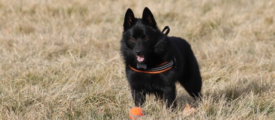 Schwarzer Hund mit orange-schwarzem Geschirr steht auf trockenem Gras neben einem orange-blauen Tennisball
