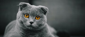 Nahaufnahme einer grauen Scottish Fold Katze mit auffälligen bernsteinfarbenen Augen und gefalteten Ohren