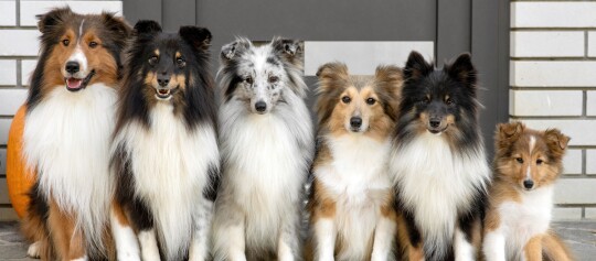 Sechs Shetland Sheepdogs mit verschiedenen Fellfarben sitzen vor einer modernen Haustür auf einem Steinboden.