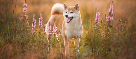 Glücklicher Shiba Inu Hund steht in einem blühenden Feld bei Sonnenuntergang mit warmem Licht