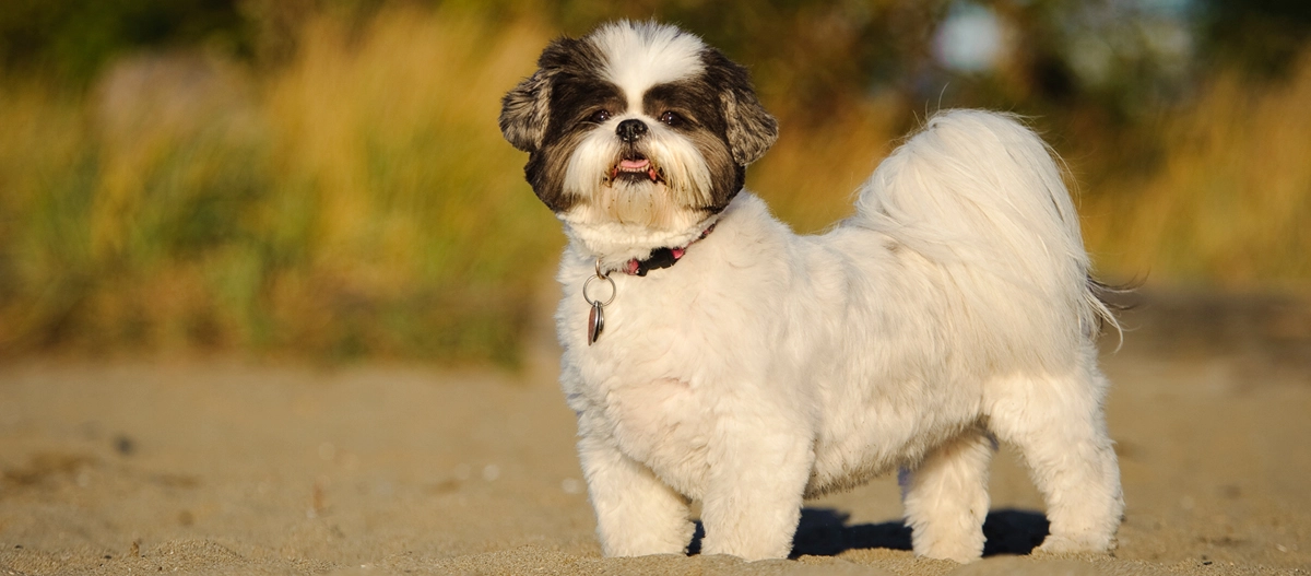 Kleiner weiß-schwarzer Shih Tzu steht auf Sand mit natürlichem Hintergrund