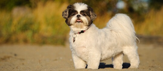 Kleiner weiß-schwarzer Shih Tzu steht auf Sand mit natürlichem Hintergrund