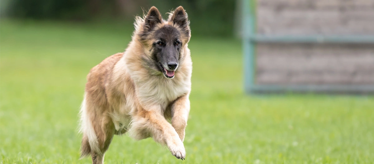 Belgischer Tervueren Hund läuft glücklich auf grünem Gras im Park