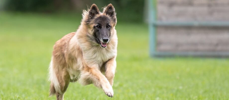 ratgeber_hund_rasse_portraits_tervueren_1200x527 Tervueren Hund rennt auf einen Übungsplatz