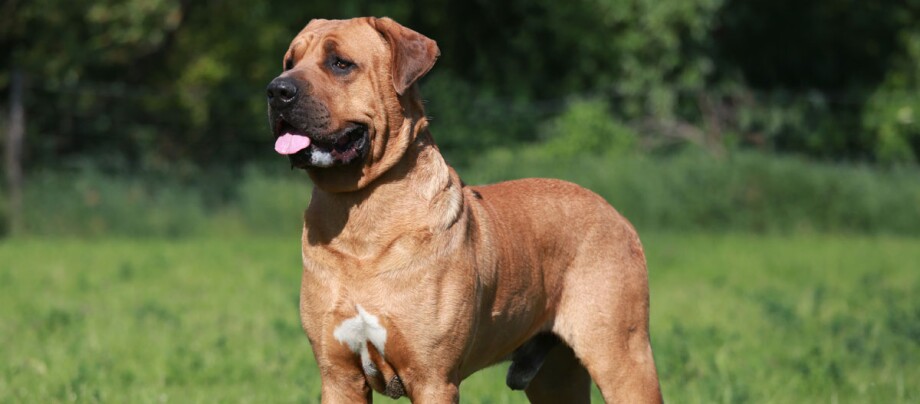 ratgeber_hund_rasse_portraits_tosa_inu_1200x527 Großer muskulöser brauner Hund mit weißer Brust steht auf grünem Gras im Freien