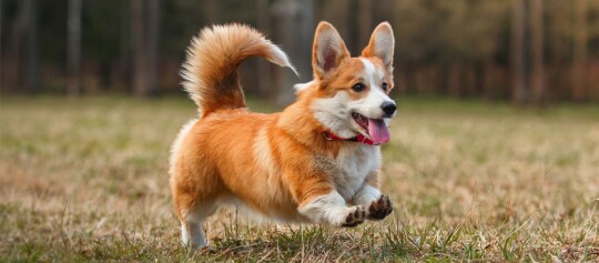 Lebhafter Pembroke Welsh Corgi Hund läuft auf einer Wiese mit rotem Halsband und fröhlichem Ausdruck