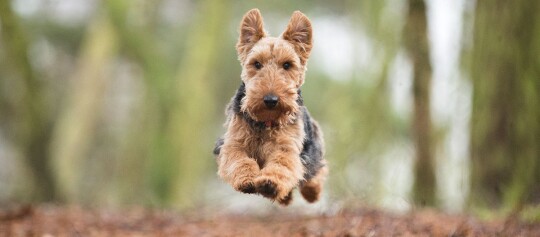 Airedale Terrier Hund springt lebhaft im Wald mit unscharfem Hintergrund
