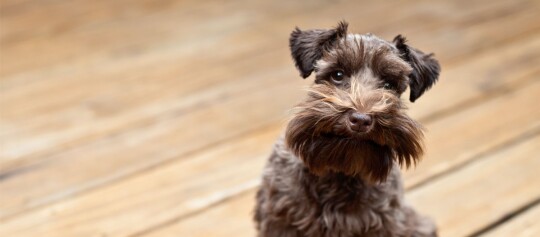 Kleiner Miniatur-Schnauzer mit braunem Fell sitzt auf einem Holzboden und schaut neugierig in die Kamera