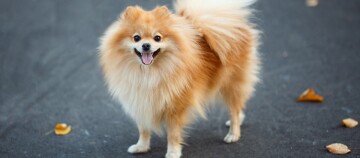 Glücklicher, flauschiger Pomeranian mit goldenem Fell steht auf Asphalt mit herbstlichen Blättern