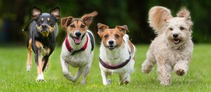 Vier fröhliche Hunde rennen zusammen auf einer grünen Wiese, darunter zwei Jack Russell Terrier und ein flauschiger weißer Hund.
