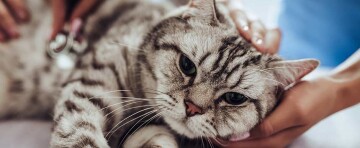 Nahaufnahme einer grau getigerten Katze, die sanft von einer Person gestreichelt wird, entspannte Haustierpflege