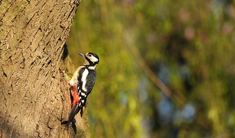 -5f29259065ca6--5f29259065ca7wildvoegel-kleiner.jpg Buntspecht am Baumstamm im Wald mit grünem Hintergrund