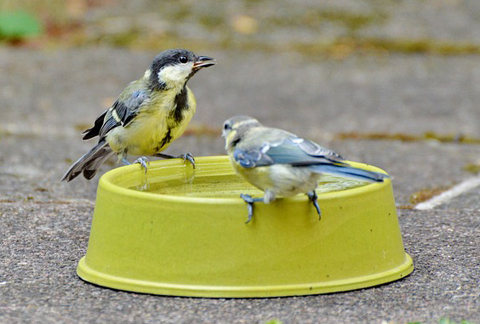 -5f29276e54b93--5f29276e54b95wildvoegel-7.jpg Zwei kleine Vögel, eine Kohlmeise und eine Blaumeise, sitzen auf einem gelb-grünen Futternapf auf gepflastertem Boden.