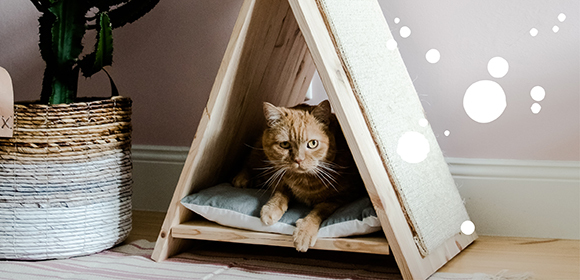 Anleitung DIY Katzenhaus Rote Katze entspannt in einem dreieckigen Holzhaustierhaus mit Kissen, neben einem Korb mit Kaktuspflanze in einem modernen Wohnzimmer.
