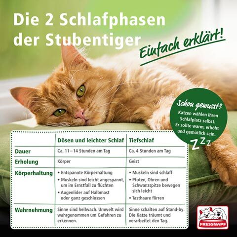 Schlafphasen einer Katze Infografik über die zwei Schlafphasen von Katzen – Dösen und leichter Schlaf sowie Tiefschlaf mit Details zu Dauer, Erholung, Körperhaltung und Wahrnehmung.