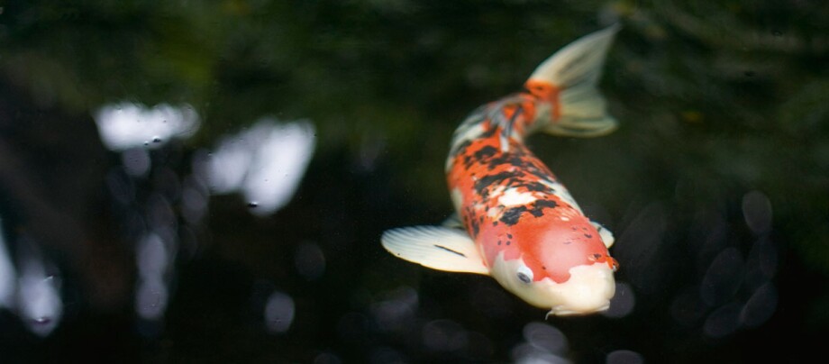 Bunter Koi-Karpfen schwimmt im dunklen Wasser mit reflektierenden Lichtpunkten
