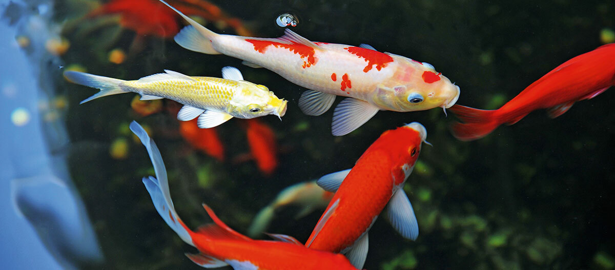 -5f2bfde2ba189--5f2bfde2ba18aRatgeber_Teich_kois2_1200x527.jpg Bunte Koi-Fische schwimmen in klarem Wasser, lebendige Farben und elegante Bewegung im Teich