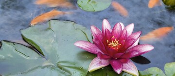 Leuchtend rosa Seerose mit grünen Blättern und orangefarbenen Koi-Fischen in einem ruhigen Teich