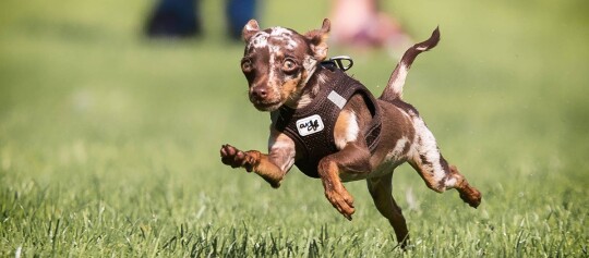 Kleiner Hund mit braun-weißem Fell und schwarzem Geschirr rennt schnell über grünes Gras im Park