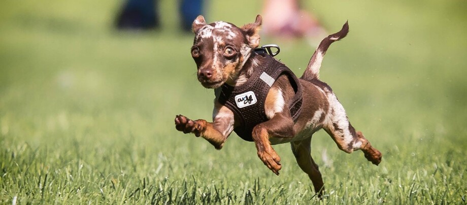 -5f2c035e39e8c--5f2c035e39e8dPrager-Rattler_1200x527.jpg Kleiner Hund mit braun-weißem Fell und schwarzem Geschirr rennt schnell über grünes Gras im Park
